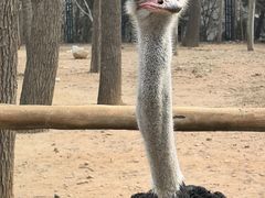 -大连森林动物园