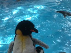 -帝企鹅自助餐厅•儿童岛•真企鹅(长隆企鹅酒店)