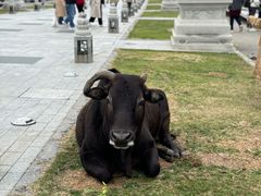 -天坛大佛