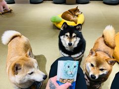 -逗柴咖啡屋·狗咖猫咖宠物桌游
