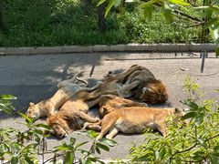 -大连森林动物园