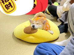 -逗柴咖啡屋·狗咖猫咖宠物桌游