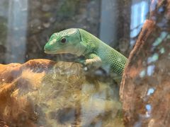 -酷以爬仙阁实体爬宠店·守宫·蜥蜴·专业繁育