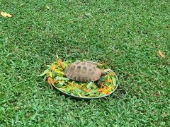 -清迈夜间动物园