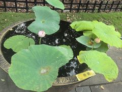 -黄兴公园