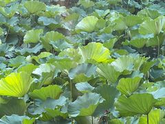 -合肥滨湖国家森林公园