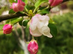 -永定河休闲森林公园