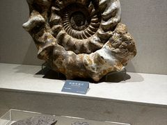 -安徽省地质博物馆