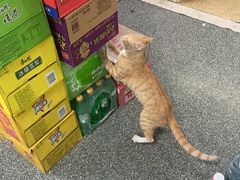 -东莞宠友24H宠物中心医院·转诊夜诊·异宠(新河北路院)