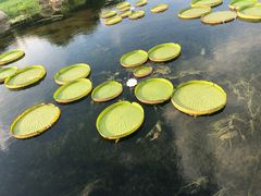 -荷塘月色湿地公园·向阳花洲