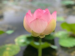 -上海鲜花港