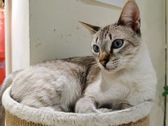 -藏猫猫咖啡主题馆(中央大道店)