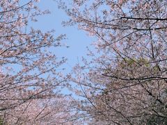 -高东镇樱花园
