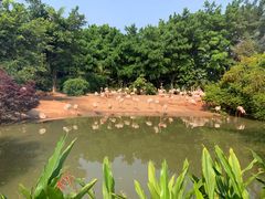 -广州长隆飞鸟乐园