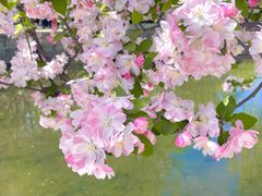 -海棠花溪(元大都城垣遗址公园)