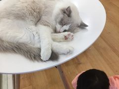 -猫冇咖·家门口的撸猫馆(大融城店)