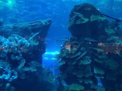 -迪拜水族馆及水下动物园