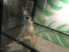 -藦茜花园宠物主题亲子互动体验馆(国顺东路店)