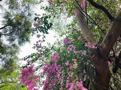 -深圳国际园林花卉博览园