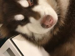 -艾贝尔宠物医院·24H转诊中心·肿瘤猫专科(江宁双龙店)