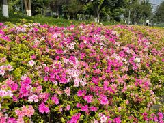 -梅溪湖城市岛