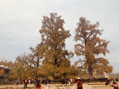 -千年银杏谷文化旅游区