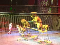 -珠海横琴长隆《卡卡虎奇遇记》