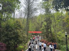 -潜山国家森林公园
