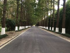 -黄海国家森林公园