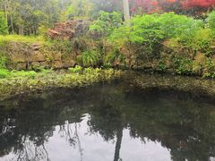 -香雪海