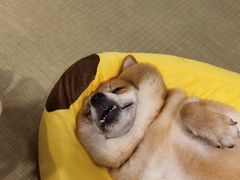 -逗柴咖啡屋·狗咖猫咖宠物桌游