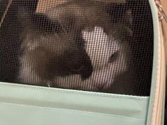 -米苏动物医院·犬猫专科·骨科外科内窥镜