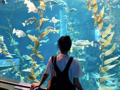-瑞普利水族馆