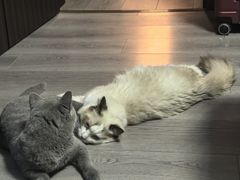-猫大福·Fortune Cat猫舍(百子湾店)