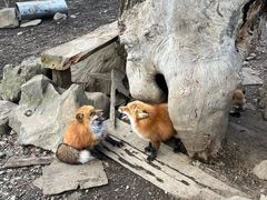 -宫城藏王狐狸村