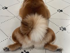 -毛绒耶耶撸宠馆·猫咖·狗咖·荷兰猪咖