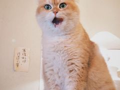 -Silly Dog Coffee(滨江店)