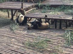 -成都大熊猫繁育研究基地