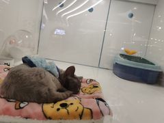 -1013 PET SHOP精品宠物商店(丁香店)