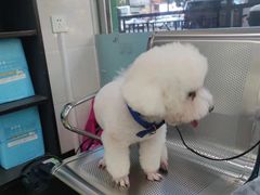 -瑞派动物医院·猫专科·至诚(江南中分院)