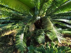 -深圳仙湖植物园