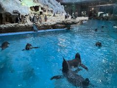 -帝企鹅自助餐厅•儿童岛•真企鹅(长隆企鹅酒店)