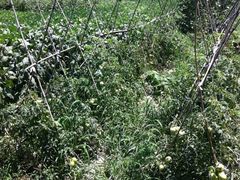 -三圣花乡旅游区