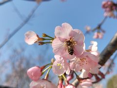 -顾村公园