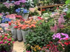 -双季花艺园艺市场(浦东店)