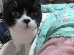 -关爱宠物医院·猫科中心·消化科(滨湖万达分院)