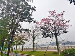 -洲头咀公园