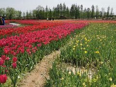 -杭州湾海上花田景区