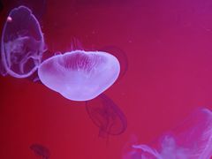 -沈阳海洋探索中心