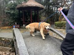 -庐山风景区花径公园